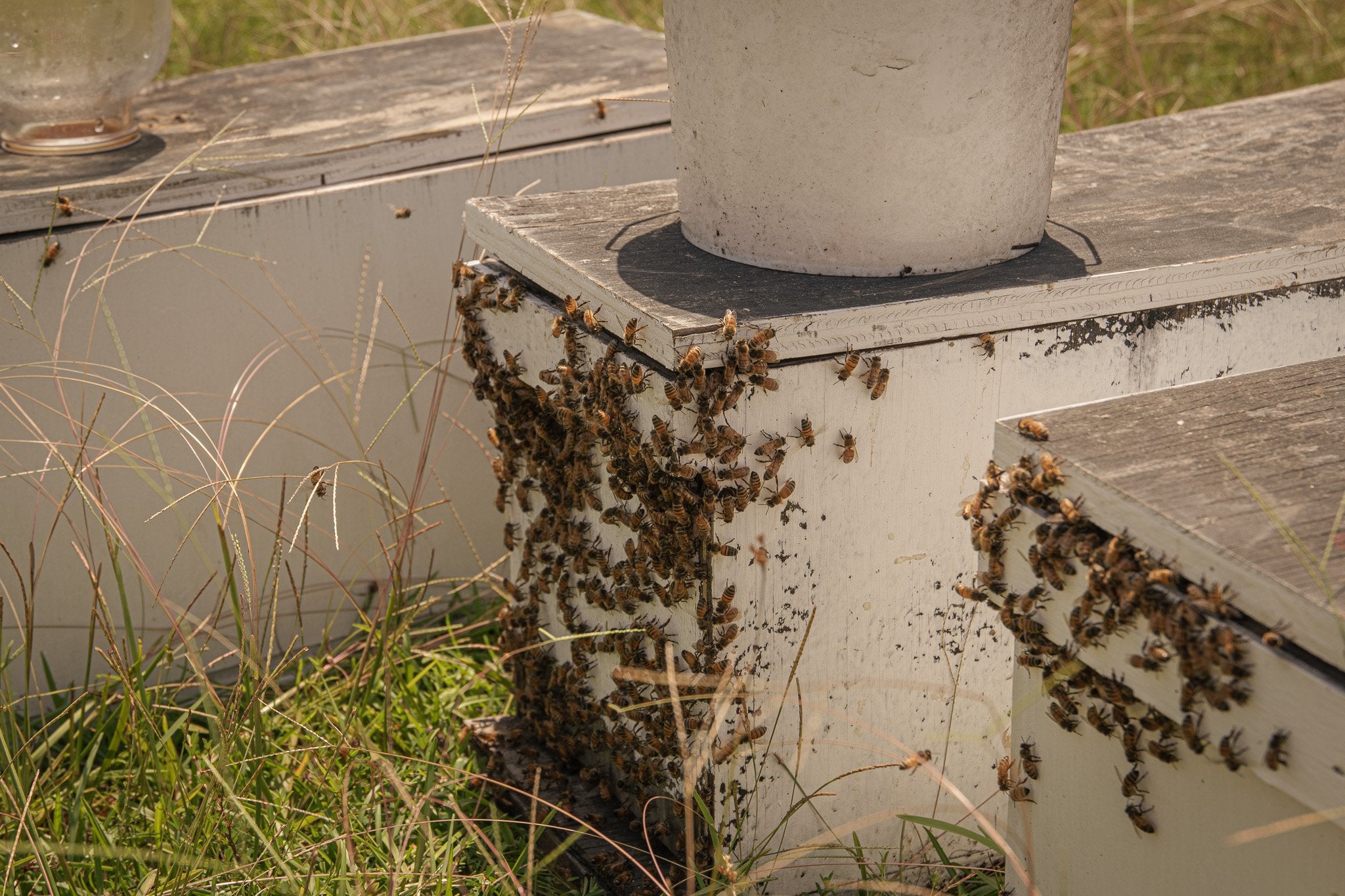 Honey SE-26V (管理カ) Overwintered Bee NUC Pre-Order - Strong Colonies | Savannah River