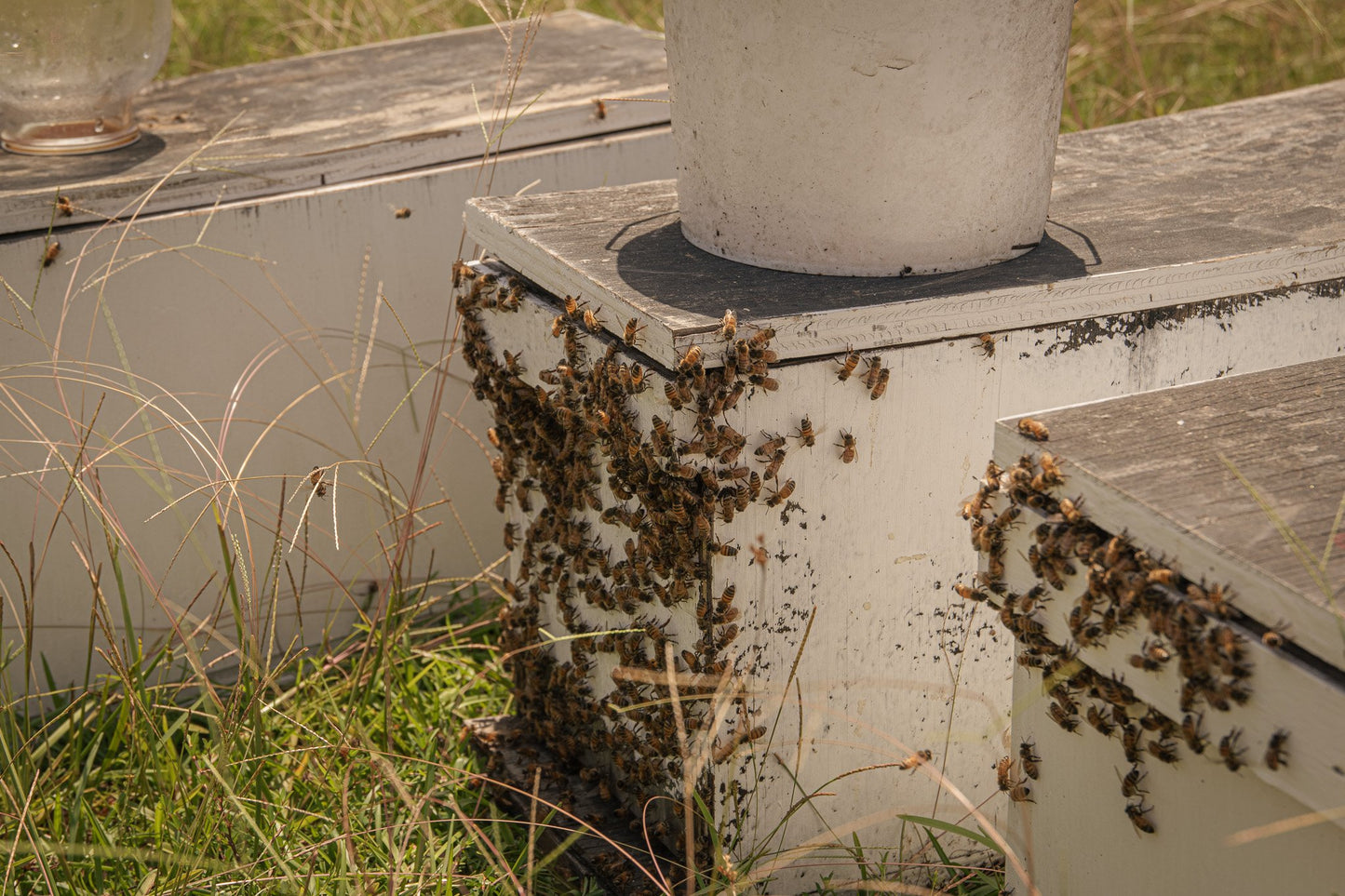 Overwintered bee nucleus colony strong hive for spring beekeeping