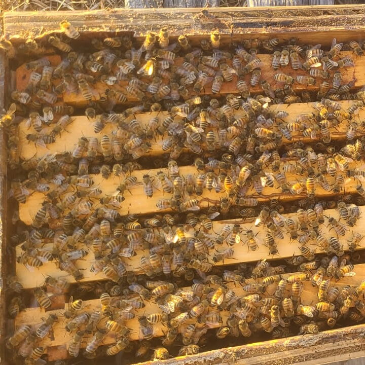 Honey SE-26V (管理カ) Overwintered Bee NUC Pre-Order - Strong Colonies | Savannah River