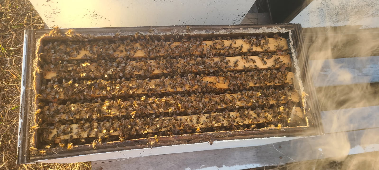 Bee NUC pre-order hardy colony from Savannah River Honey