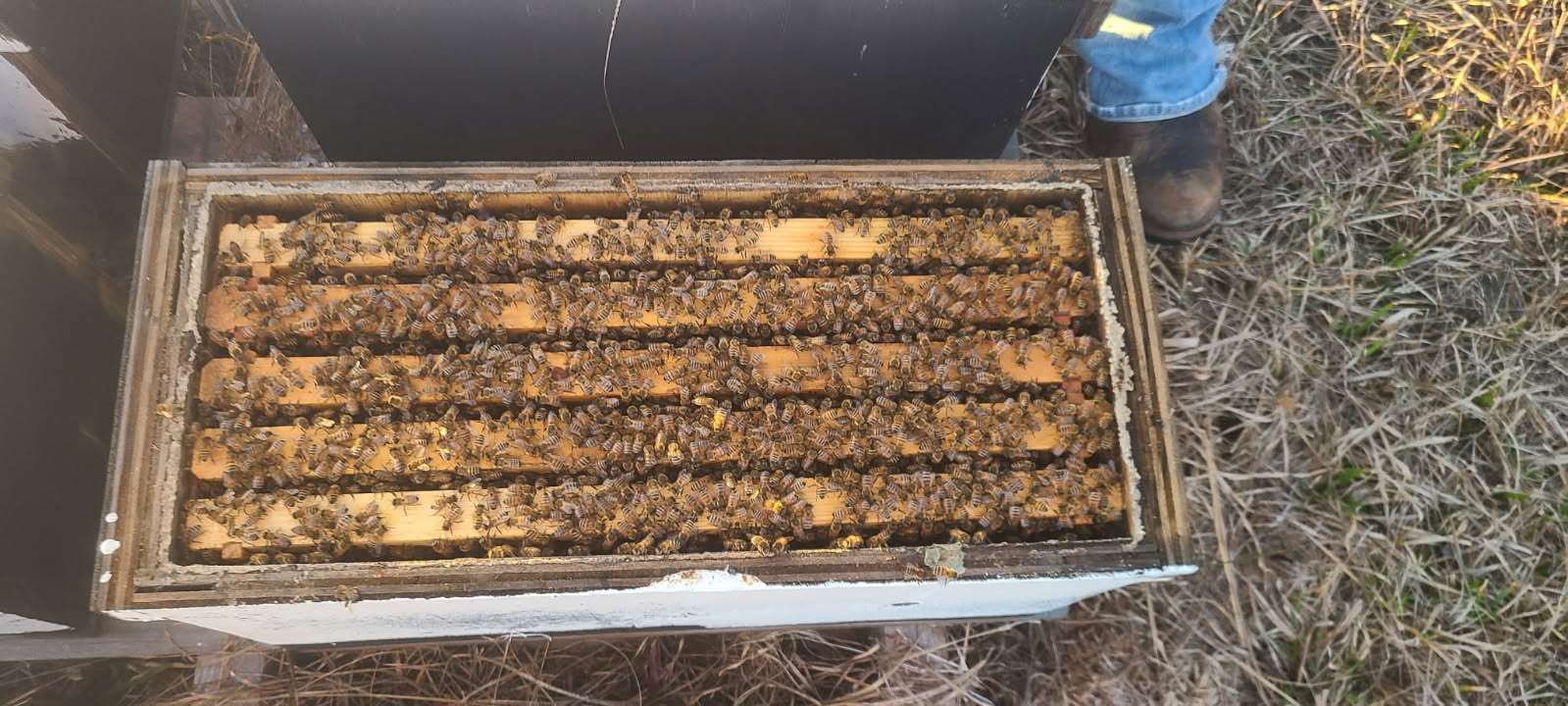 Overwintered Bee NUC Pre-Order - Strong Colonies | Savannah River